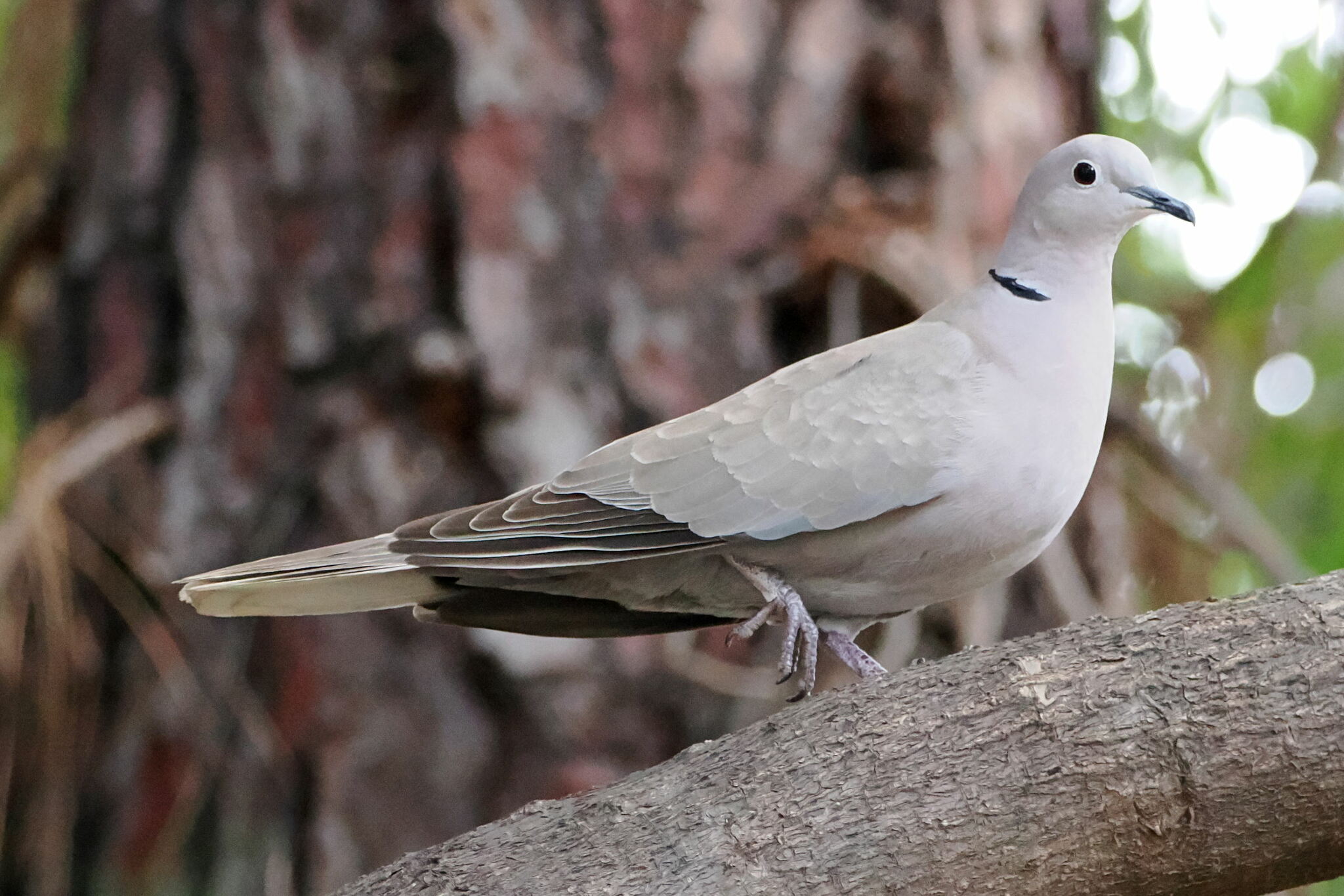 African Collared Dove