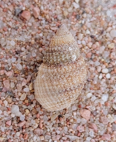 Nassarius fenistratus observed 2024-03-28