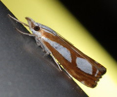 Catoptria