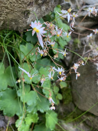 Saxifraga fortunei, photograph 6