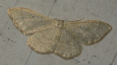Idaea straminata