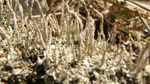 Mealy Forked Cladonia
