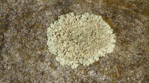 typical shield lichens