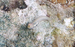 Ecsenius yaeyamaensis