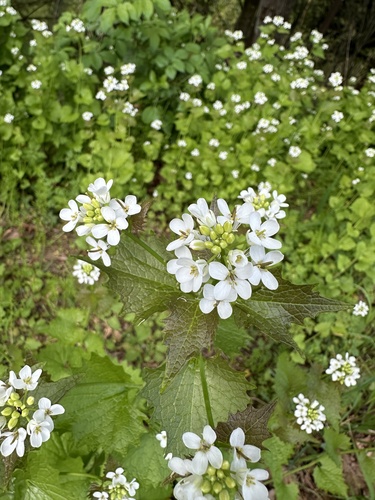 Alliaria petiolata iNat (3)