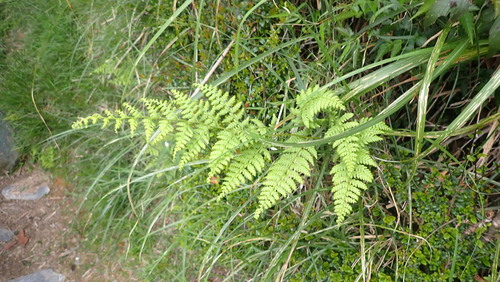 Dennstaedtia scabra iNat (3)