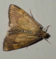 Evergestis limbata