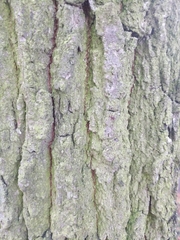 Quercus