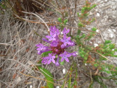 Rhigiophyllum squarrosum