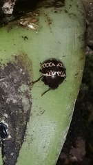 Platyphora fulvicornis