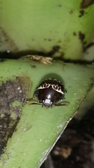 Platyphora fulvicornis