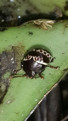 Platyphora fulvicornis