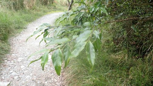 Symplocos lancifolia iNat (3)