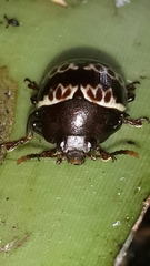 Platyphora fulvicornis