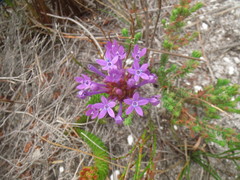 Rhigiophyllum squarrosum