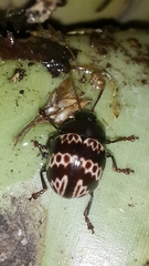 Platyphora fulvicornis