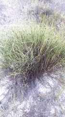 Willdenowia incurvata