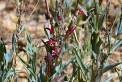 Penstemon centranthifolius