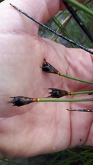 Willdenowia incurvata