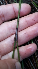 Willdenowia incurvata