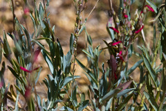 Penstemon centranthifolius