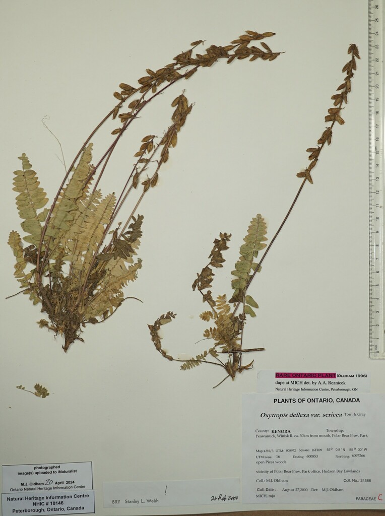 Blue Nodding Locoweed from Canada, Ontario, KENORA County, Peawanuck