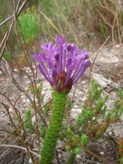 Rhigiophyllum squarrosum