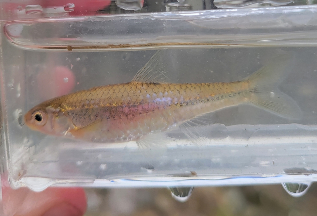 Sand Shiner from Ansonia, OH 45303, USA on April 21, 2024 at 12:37 PM ...