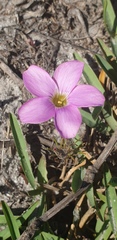 Oxalis polyphylla