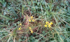 Senecio rosmarinifolius