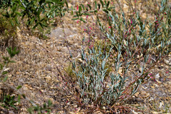 Penstemon centranthifolius