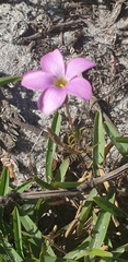 Oxalis polyphylla