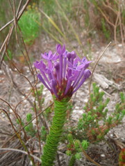 Rhigiophyllum squarrosum