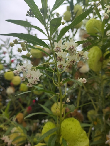 Gomphocarpus physocarpus