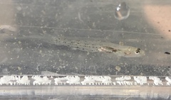 Eucyclogobius newberryi