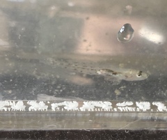 Eucyclogobius newberryi