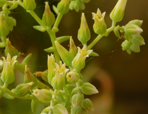 Dudleya albiflora
