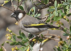 Socotra Golden-Winged Grosbeak photo 3