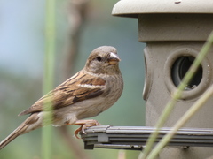 Passer domesticus