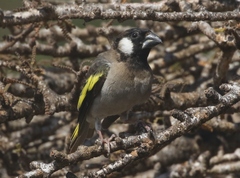 Socotra Golden-Winged Grosbeak photo 2