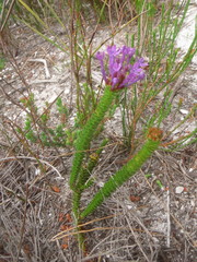 Rhigiophyllum squarrosum