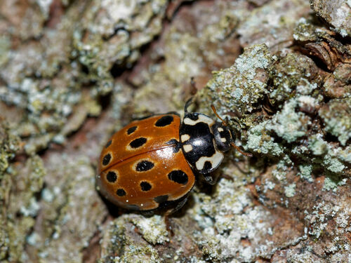 Anatis ocellata