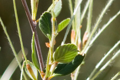 Cercocarpus betuloides betuloides