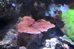 Sinularia brassica