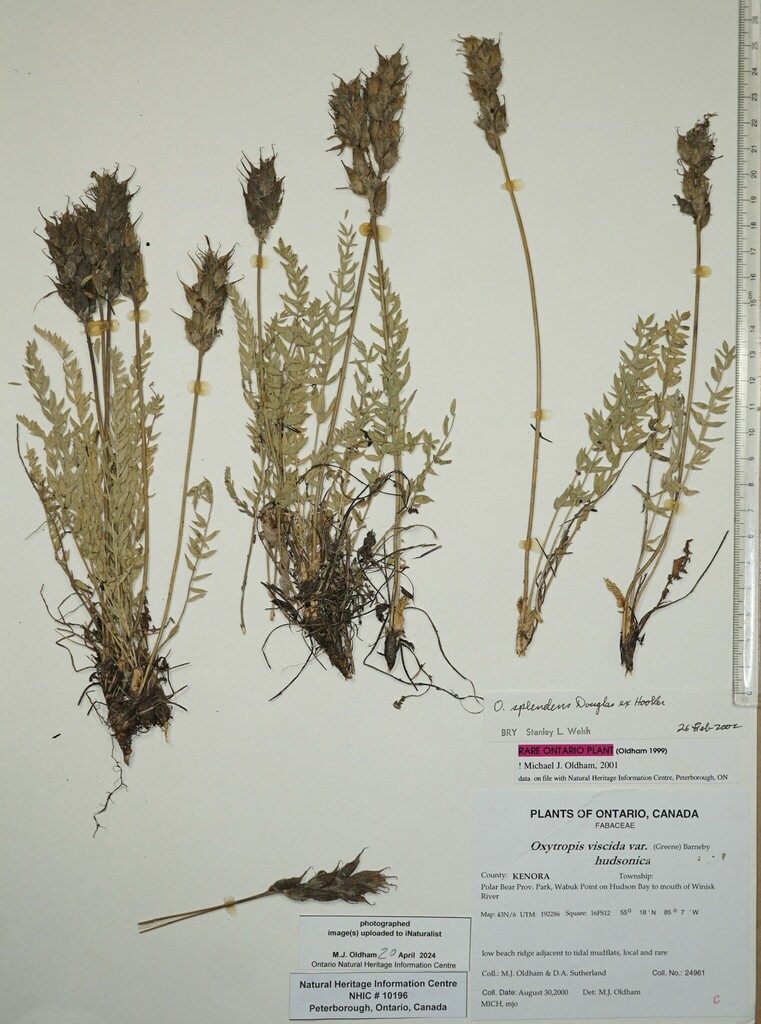 Showy Locoweed from Canada, Ontario, KENORA County, Polar Bear Prov ...