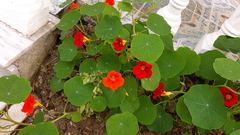 Tropaeolum majus