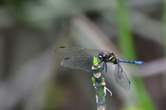 Orthetrum poecilops