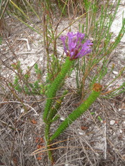 Rhigiophyllum squarrosum