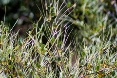 Cercocarpus betuloides betuloides