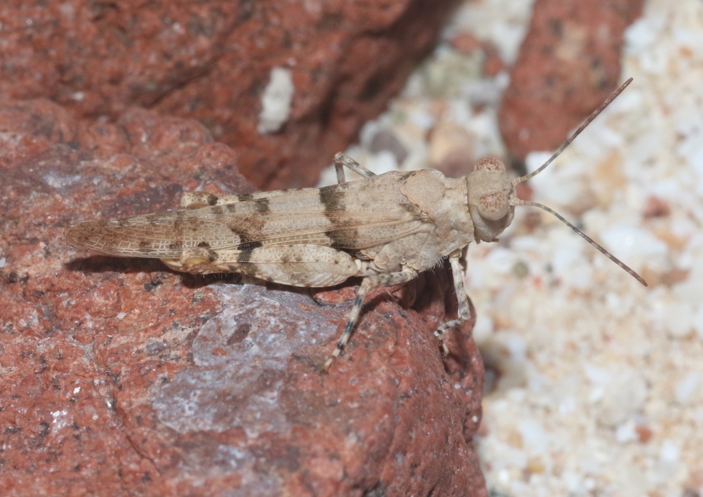 Parasphingonotus